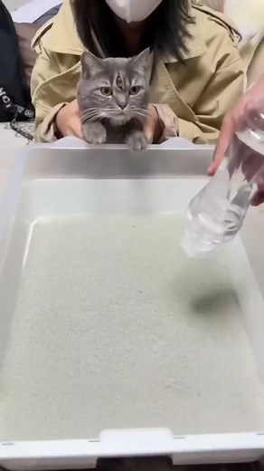 Cat litter art Funny Vector Reaction Video #Vector #funny #kids #kidsoftiktok #fyp