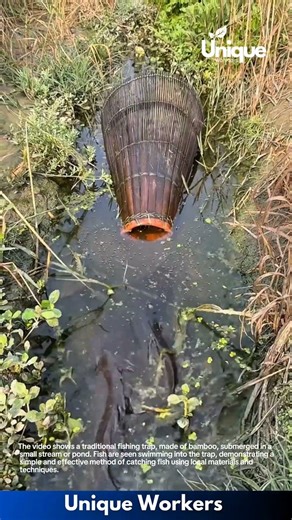 Traditional Fishing Trap: Catching Fish with a Bamboo Basket