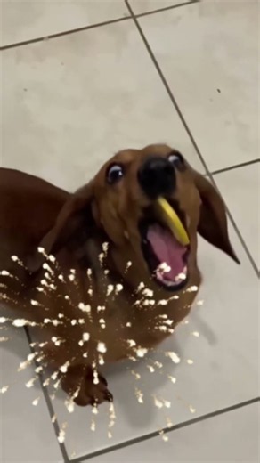 【酸っぱい！】レモンを食べた犬たちのリアクションが個性豊かな件