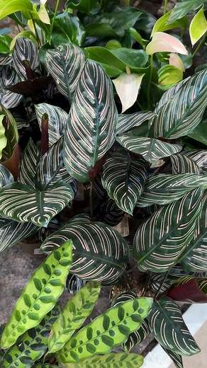 Skab stemning med indendørs planter 🌿 Giv dit hjem et friskt pust med vores smukke udvalg af indendørs planter. Perfekt til at skabe hygge, liv og personlig stil! Find dem i din lokale Silvan eller se udvalget på silvan.dk 🔗 #indendørsplanter #grøntliv #bolig #indretning #boliginspiration #hygge #planteliv #diy #gørdetselv #silvan | SILVAN