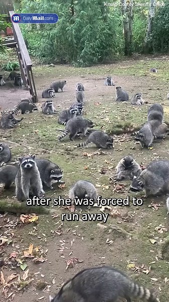 100 raccoons surround Washington woman's home after feeding them