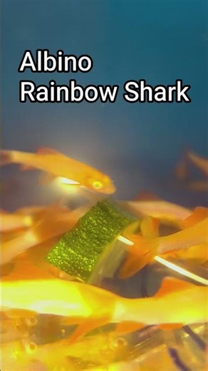 Albino labeo frenatus (EPALZEORHNCHOS FRENATUS) Rainbow Shark fish