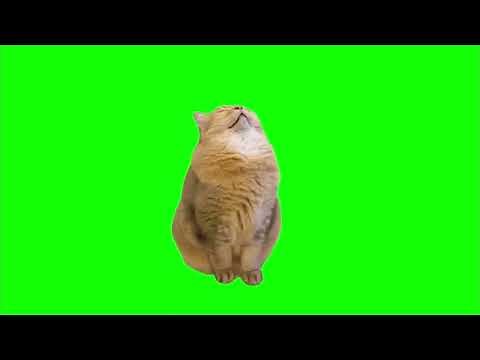 【猫ミーム】 寝る猫 【グリーンバック素材】