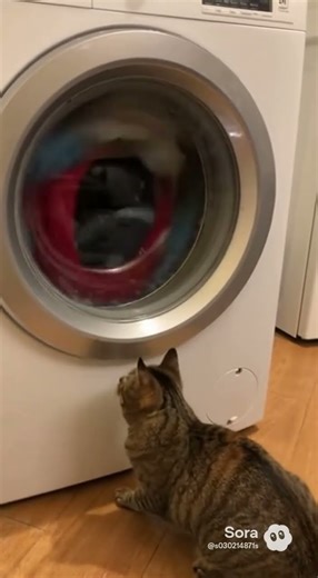 Cat Thinks Something Is Inside the Washing Machine 😂🐱