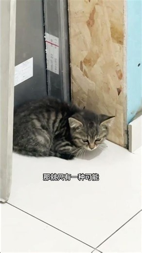 【#PuPu噗噗】天降流浪猫! #万物可爱计划 #爪住夏天每一帧 #带毛孩子出门玩一夏