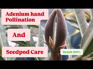 Adenium Hand Pollination to Develop Seedpods || Seedpod Care || Tested and Proven Method #adenium