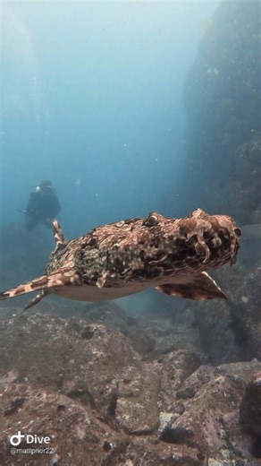 1.4M views · 10K reactions | HUUGE Wobbegong collides with a very unimpressed Grey Nurse who immediately turns to file a complaint with our nearby divers about the touching. . . . . . . #wobbwgong #shark #southwestrocks #fishrock #scuba #ocean #nature #gopro #greynurse #australia #visitnsw #padi #scubadiving #underwater #underwaterphotography #dive #scubadiver #uwphotography #underwaterworld #scubadive #sea #travel #photography #marinelife | South West Rocks Dive Centre | Facebook