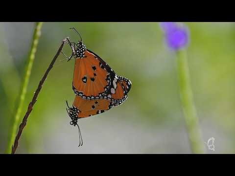 Whispers of the Butterfly | Nature’s Gentle Touch in 4K 🌬️#Butterfly #NatureVideo #SlowMotion
