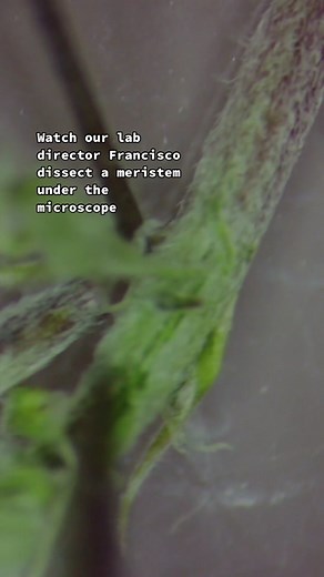 Discover Tiny Plant Tissue Cultures Up Close