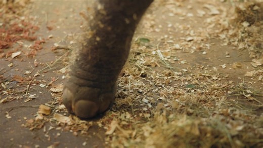 A family of Asian elephants at the Houston Zoo just grew by more than 300 pounds: https://trib.al/AOJoSTY Welcome Kirby to Houston, y'all! 📹: Kevin Kendrick/Houston Zoo | Chron