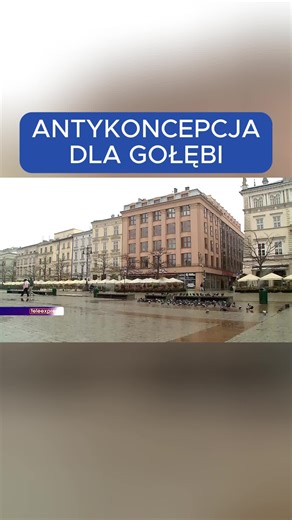 Antykoncepcja dla gołębi - Kraków wdraża nowy, pilotażowy program. Cel to zmniejszenie populacji, bo w mieście jest teraz ponad 40 tysięcy ptaków. #Teleexpress #TVP