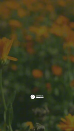 What does calendula do? 🤔 ✔️Reduces inflammation ✔️Prevents blood from clotting too much ✔️Has positive effects on blood sugar levels ✔️Helps fight cancer ✔️Protects the brain Calendula has a high amount of flavonoids & antioxidants that help fight inflammation, viruses, & bacteria. 🌼Traditionally, calendula has been used to treat stomach issues, ulcers & menstrual cramps. These little yellow flowers have been shown to help wounds heal faster & increase the blood flow & oxygen to the affected 