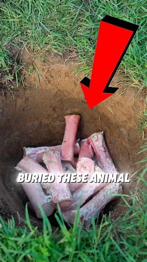 BONES uses for ART 😱