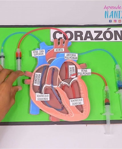 Maqueta funcional del corazón: tutorial paso a paso