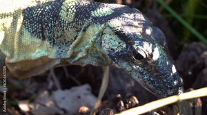 A lace monitor, or tree goanna (Varanus varius), with a dull bluish-black appearance, crawling around, flicking its tongue in a close-up shot.