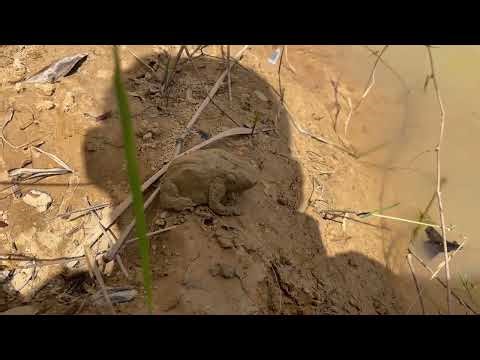 MUD FROGS RESTING BY THE WATER | NATURE VIDEO
