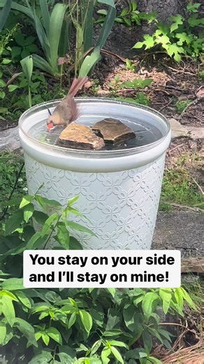 Female cardinal and young bluebird setting some boundaries for sharing bath time, before other birds crash the party. | Bird Feeder Hub