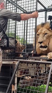 12M views · 75K reactions | Unloading Lions #wild #sanctuary #cats | Kevin Richardson | Facebook