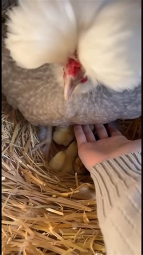 My most beautiful polish chicken now has her chicks for the first time 😍 #broodymama #broody #broodyhen #fblifestyle #FeatheredFriends #chiken | chic chicken