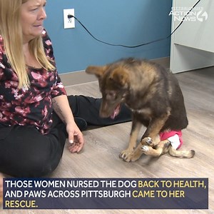28K views · 524 reactions | Nika the dog has hopped right into our hearts. ❤️ She was left for dead on the side of a road in Armenia, but was rescued and is now being nursed back to health in Pittsburgh! https://on.wtae.com/39oS43V | WTAE-TV Pittsburgh | Facebook