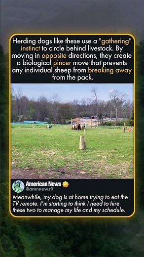 HOW HEELERS FLANK A HERD
