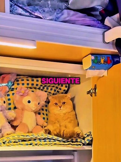 El Gato Oculto En una Universidad 😼🎓 #shorrs