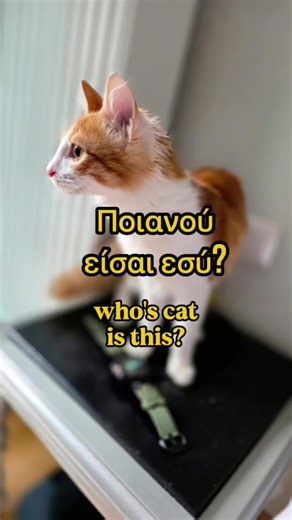 Creative Name Suggestions for Your Cat