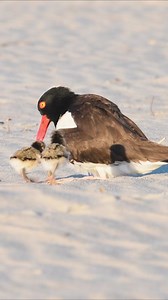 American oystercatchers on the beach #beach #baby #animals | Harry Collins Photography