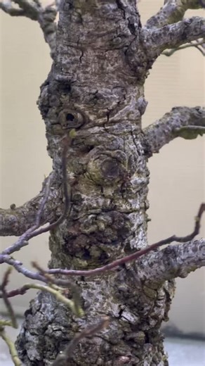 PUNKY. Take a closer look at… random holes in your bonsai’s trunk. Just keeping an eye on this one for now. Oriental Sweetgum (Liquidambar orientalis), in training as a bonsai since 1967; original artist: John Naka. #americanbonsai #盆栽 #bonsai #bonsaiart #bonsaiinspiration #bonsailife #bonsailove #bonsailovers #bonsaist #bonsaistyle #bonsaitree #bonsaiusa #pnwwinter #bonsaicare #bonsaimaintenance #bonsaiwintercare #winterizing #johnnakabonsai | Pacific Bonsai Museum