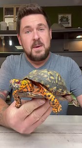 How to tell male from female eastern box turtle! | Garden State Tortoise