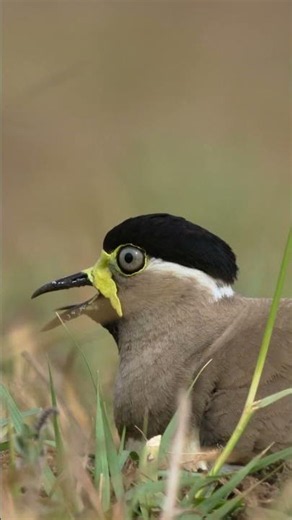 Yellow-Wattled Lapwing 🐦✨ | The Guardian of the Grasslands
