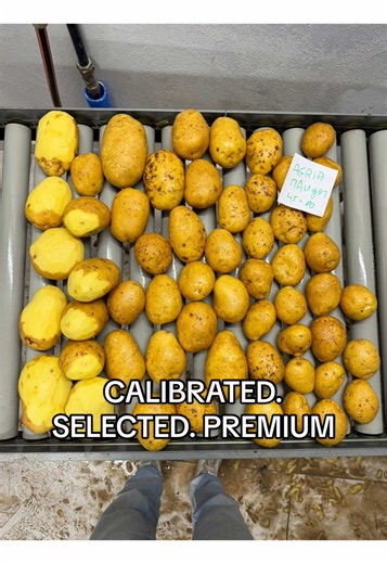 This is where real potato quality begins. 🥔 Industrial selection lines, calibrated flow, controlled grading and continuous processing — this is how premium potatoes are prepared before reaching serious clients. We don’t work like a market supplier. We work with volume, consistency and traceability. Every potato you see passes through professional sorting lines designed to ensure uniform size, stable quality and reliability for processing, horeca and industrial partners. Premium supply is not ab