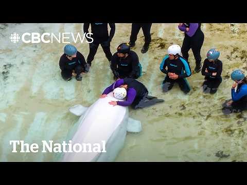 Final Marineland whales moved to the U.S.
