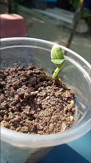 Pumpkin Timelapse #pampkin #timelapse