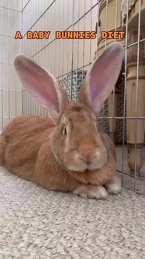 Alfalfa Hay for Baby Rabbits: A Complete Guide