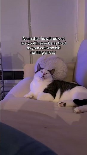@malik.and.pals: Us humans can be tired, but cats are always more tired🤣 #cat #catlover #kitty