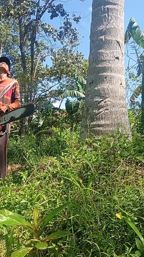 440 reactions · 12 shares | cut down coconut trees. #woodworking #coconuttrees #chainsaw070 #cutdowncoconut #motosierra #motosaigen #motosegga #เลื่อยไฟฟ้า | Chainsaws Inch | Facebook