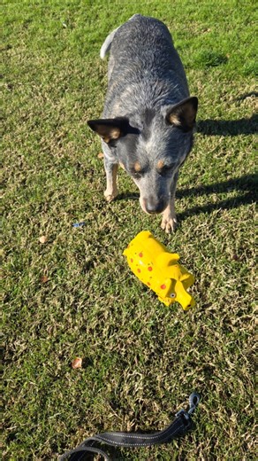 pig at the dog park: quartzite az
