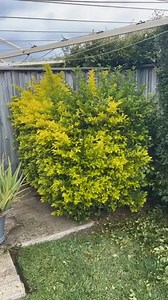 Our expert hedge trimming ensures perfect shapes and healthy growth. 📷 @davidsmowingsydneynsw 📞 Call 131 546 get a free quote! #JimsMowing #HedgeTrimming #Gardening #satisfying | Jim's Mowing