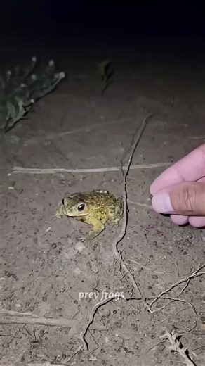 Catch big frogs funny | Try don't laugh | catching frogs make you laugh #shortsviral