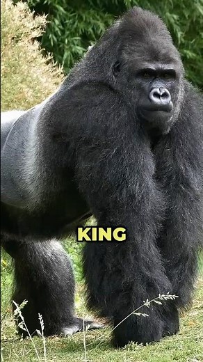 Lion vs. Gorilla: Who REALLY Wins in a Fight? 🦁🦍