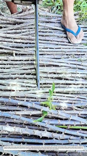 Cut Planting Cuttings: Why Chainsaws Slice Stems Fast To Save Labor Time