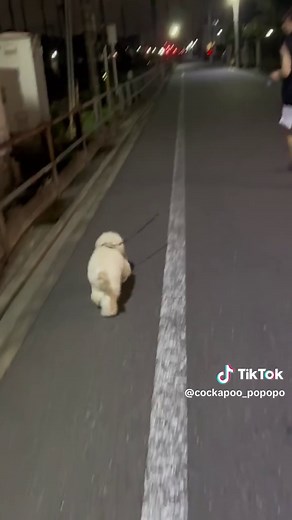 心配しなくても着いてきてるよ🥹最近お散歩上手になってきたね👏💕 #コッカプー #犬のいる生活 #犬のいる暮らし #犬好きと繋がりたい #アメリカンコッカースパニエル #トイプードル #アメコカ