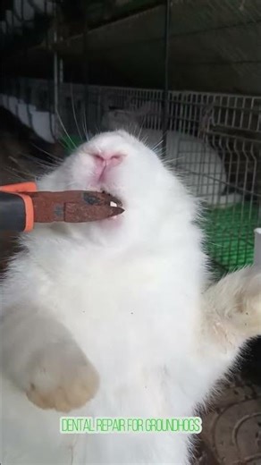 dental repair for groundhogs