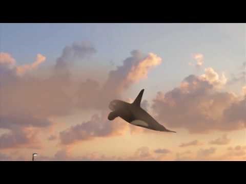Whale Flying In Tel-Aviv Sky!