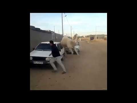 Camel chasing a man around a car but with the arabic nokia ringtone.