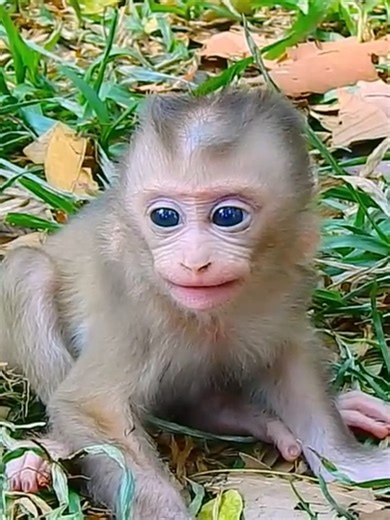 Cute Monkeys Begging for Milk Compilation