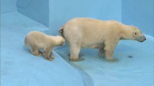 ADORABLE: Watch this polar bear cub makes its first splash - with mom right there! http://8.wfla.com/1FvXjwa | WFLA News Channel 8
