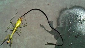 Kind of ALIEN chestburster but looking like THE THING tentacles. Some of you asked if my videos on histories were real. THEY ARE. Nematomorpha, commonly known as horsehair worms or Gordian worms) are parasitoid animals superficially similar to nematode worms in morphology, hence the name. Most species range in size from 50 to 100 millimetres (2.0 to 3.9 in) long. Horsehair worms can be discovered in damp areas, such as watering troughs, swimming pools, etc. The adult worms are free-living, but t