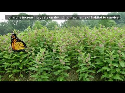 Monarchs & Milkweed: A Beautiful Example of Coevolution